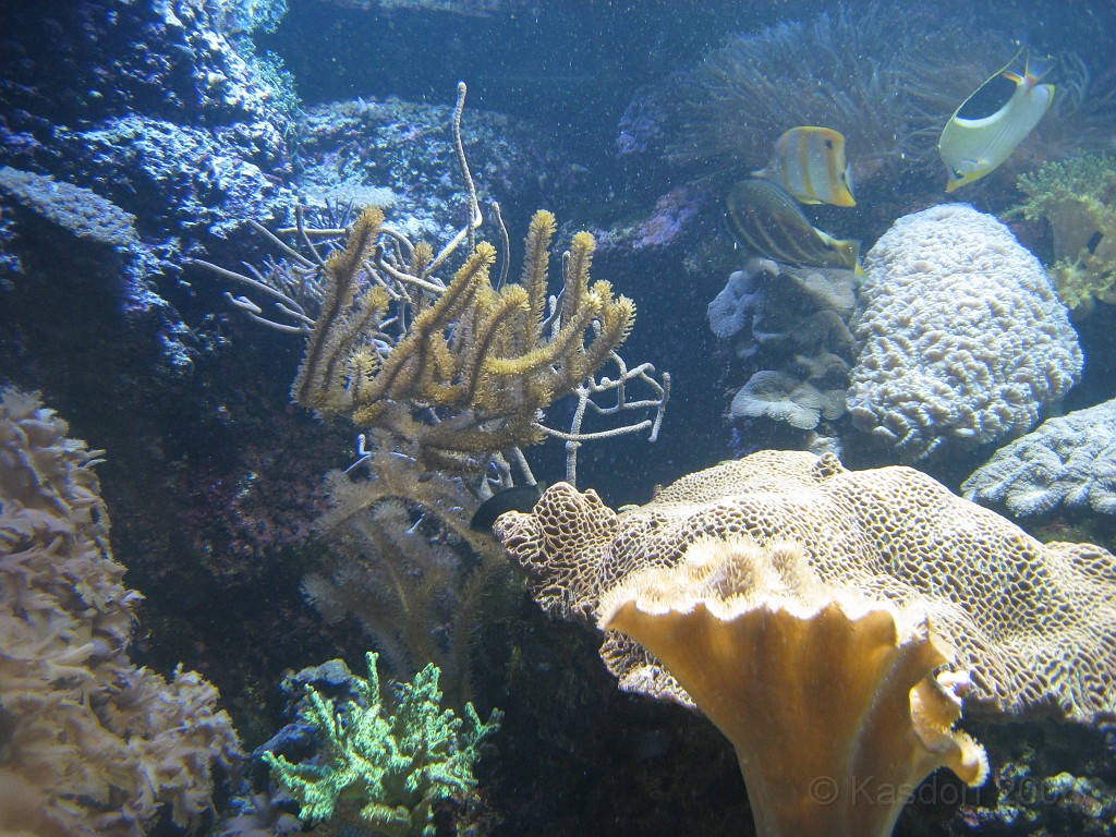 Baltimore MD 2009 1650.jpg - A 4th of July trip to Washington DC in 2009 included a stop in Baltimore MD to see the National Aquarium.